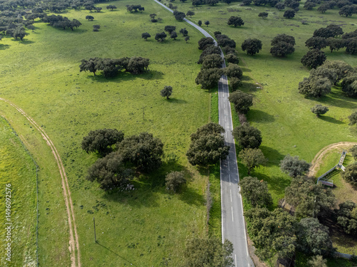 Aerial view of a winding asphalt road cutting through lush green fields and cork oak forest in the scenic Alentejo region, Portugal.