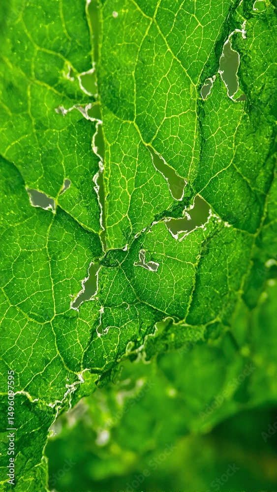 Fototapeta premium Close up of insect eaten leaf creating delicate lace like pattern with jagged edges Natures artwork in decay