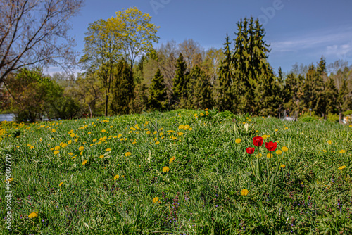 Spring Blooms in Tampere, Finland.