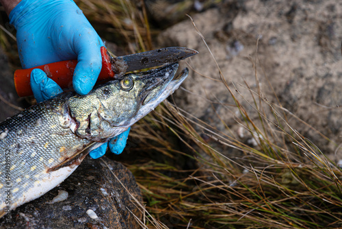 Closeup of a freshly caught pike being cleaned with a red handled knife on a rock surface. A person wearing blue gloves is carefully cutting into the fish.