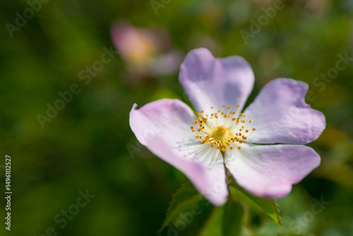 Purple dog rose, or wild rose, in the field