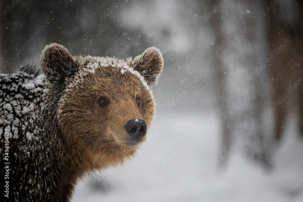 Obraz premium bear portrait