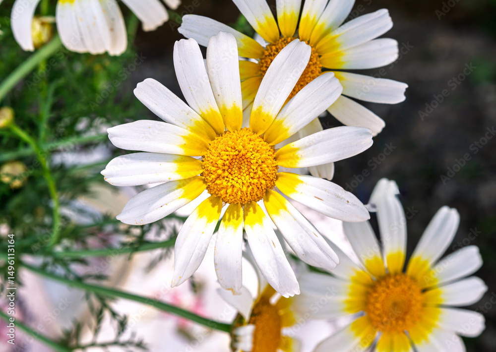 Obraz premium big yellow daisies