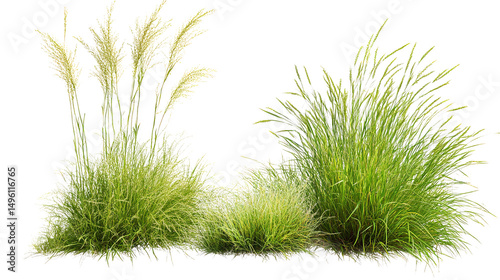 Whispering meadow grasses dancing freely in the gentle breeze embracing nature s tranquil on transparent background