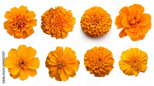 Vibrant African Marigold Single Flower Collection for Creative Projects