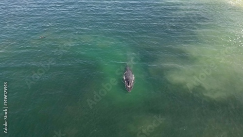 whale in Playa Brava beach, Iquique, Tarapaca, Chile