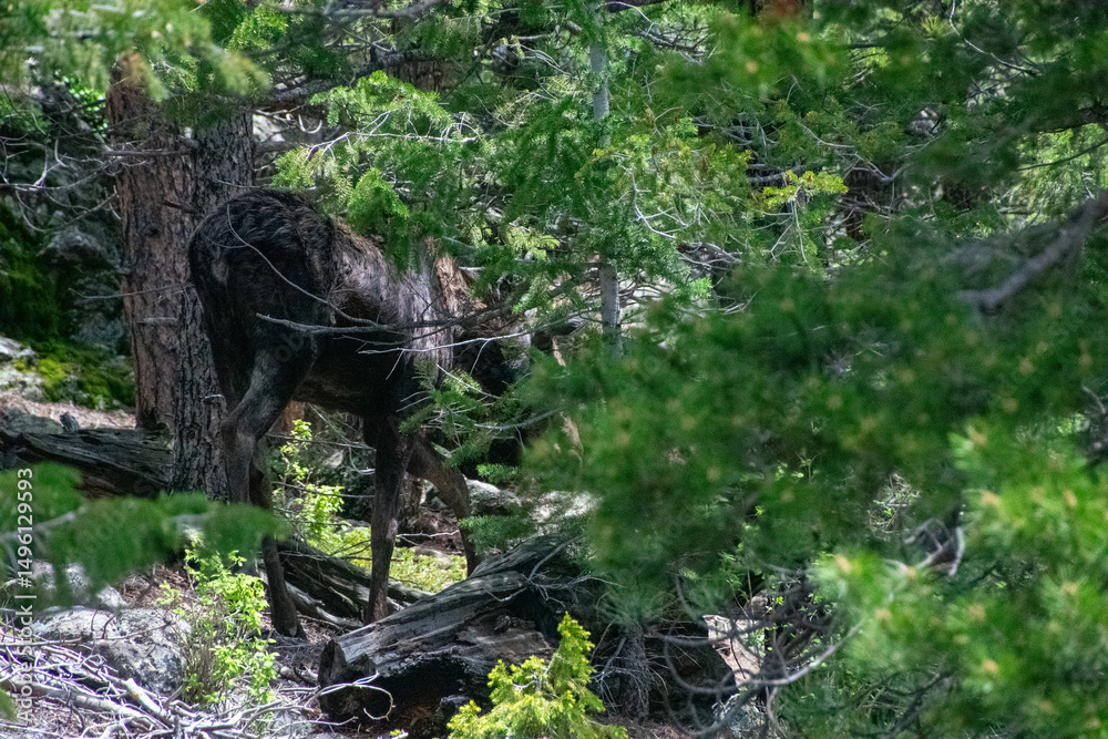 Fototapeta premium moose walking in the pine forest 