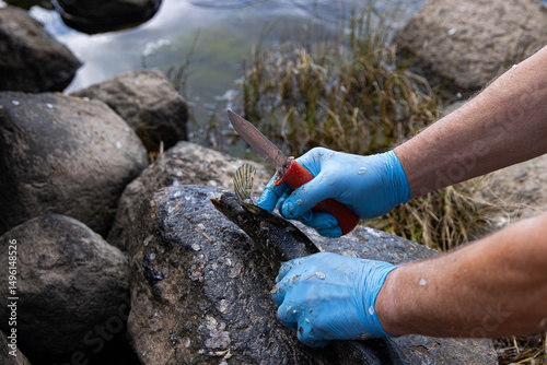 Fisherman wearing blue latex protective gloves is cleaning a freshly caught pike fish using a knife on the sea shore on rocks near water. 
