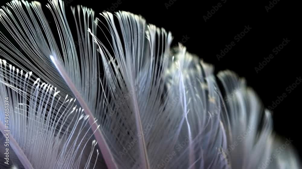 Macro photograph of delicate, ethereal white feathers against a stark black background, creating a sense of lightness and detail