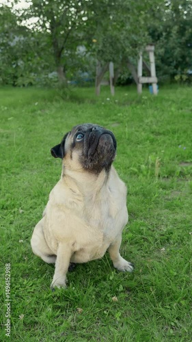 Cute Dog on Green Backyard Lawn standing on hind legs during training for obedience in slow motion. Pug with interest turns its head in different directions 