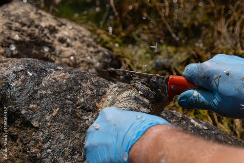 Fisherman filleting fresh fish on  beach outdoors. Closeup of hands wearing blue latex gloves using a sharp knife to fillet a fresh fish on a rock surface.