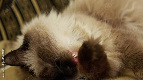 Lazy adult cat licking paws and washing face and ears on fur blanket. Happy carefree domestic pet lies yawns and stretches in slow motion