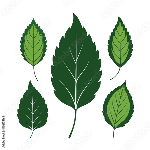 Set of green leaves. Leaf vector art illustration.  leaves isolated on white. green leaves on white background . Collection of  elm leaf logo, icon vector design.