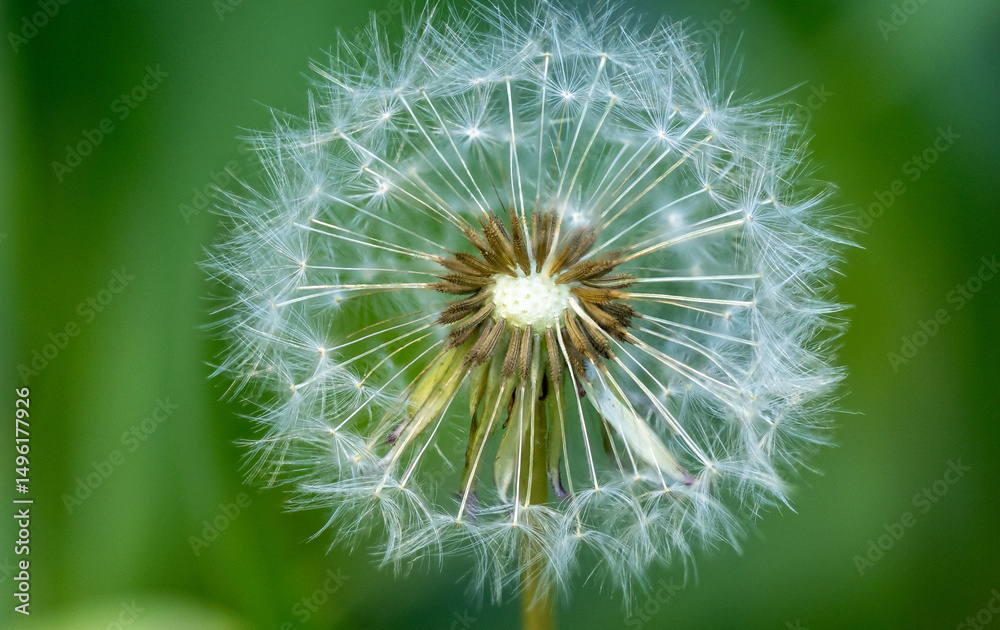 Close-up of a dry, dead dandelion, macro shot of the fluff Close-up of a dry, dead dandelion, macro shot of the fluff