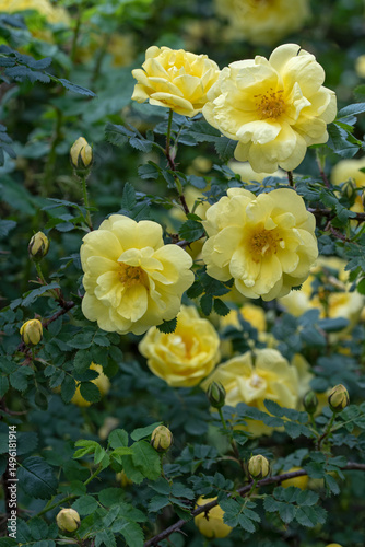 Golden Grandeur: Harrison's Yellow Rose in Full Bloom