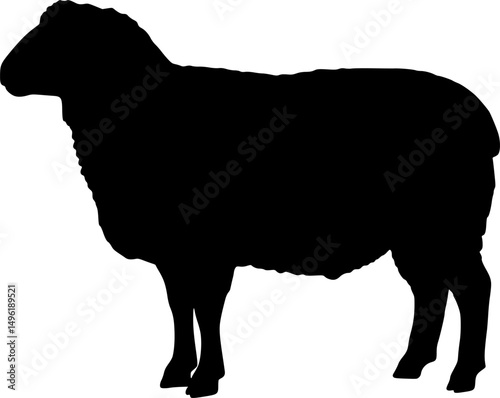 Black silhouette of domestic sheep on a white background vector illustration
