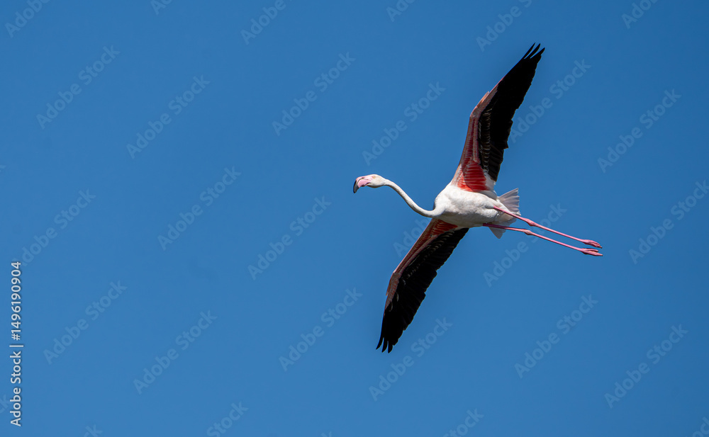 Fototapeta premium Greater flamingo (Phoenicopterus roseus) photographed in Spain