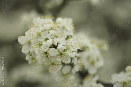 Plum tree flowers