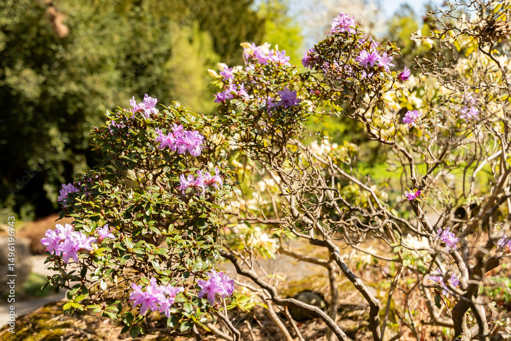 Obraz premium Purplish blue rhododendron or Rhododendron Russatum plant in Zurich in Switzerland 8.4.25