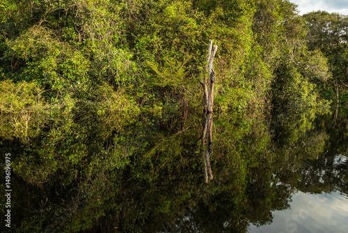 Fotomural Blackwater flooded forests of the Amazon Basin