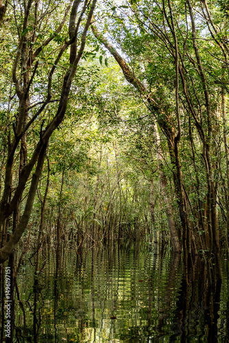 Foto Blackwater flooded forests of the Amazon Basin