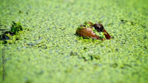 Frog rising from pond weed