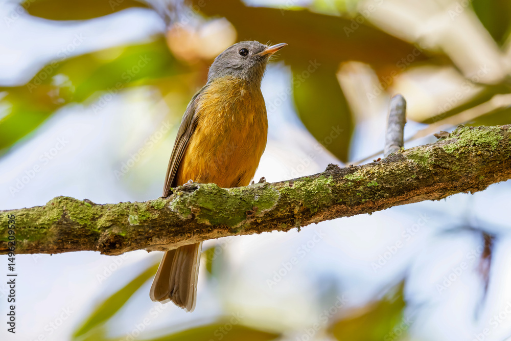 Fototapeta premium Gray-hooded flycatcher - Mionectes rufiventris