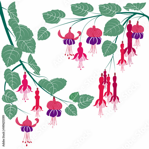 Fuchsia colored flowers