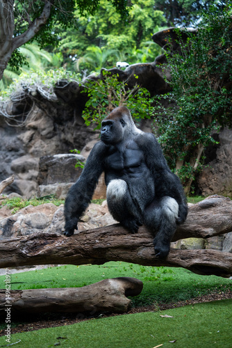 A dominant silverback gorilla sitting calmly on a log surrounded by greenery in a zoo enclosure. Captured in natural light, showcasing the strength and presence of this majestic primate.