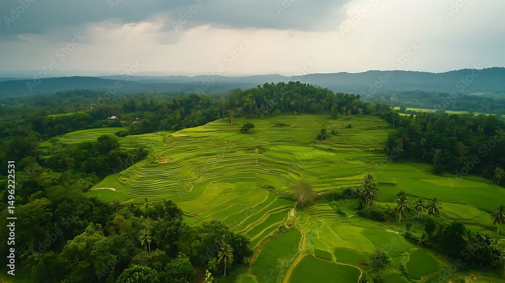 Obraz premium Aerial view of green rice field in Bali island, Indonesia
