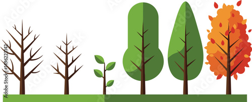 Tree growth stages from seedling to mature autumn foliage with colorful leaves vector illustration 