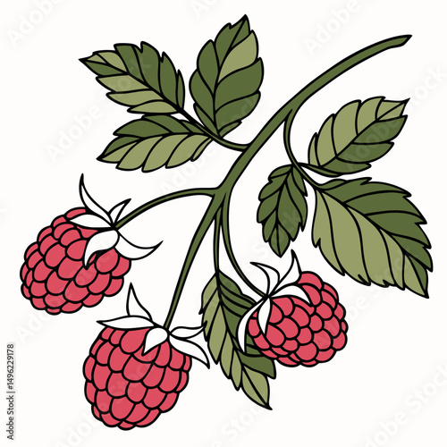 Simple Raspberry Illustration and wild berries mix, raspberry, blueberries, blackberries isolated on white background, clipping path, full depth of field
