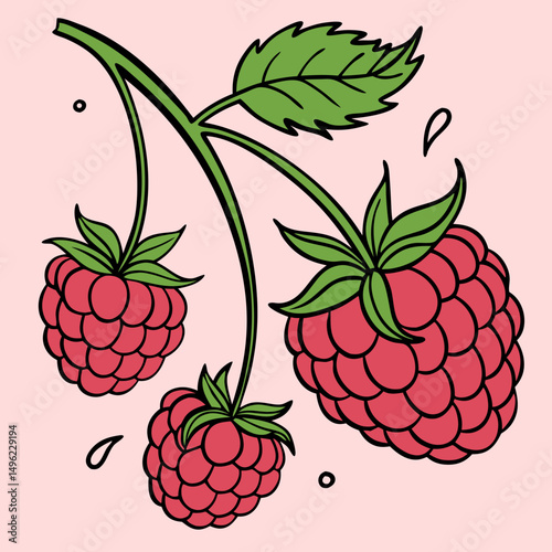 Simple Raspberry Illustration and wild berries mix, raspberry, blueberries, blackberries isolated on white background, clipping path, full depth of field