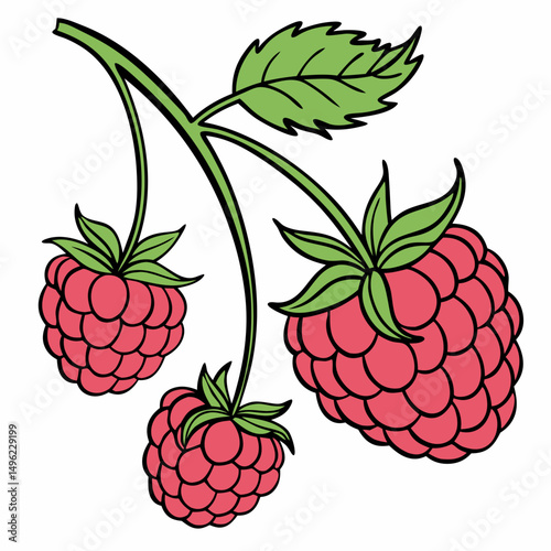 Simple Raspberry Illustration and wild berries mix, raspberry, blueberries, blackberries isolated on white background, clipping path, full depth of field