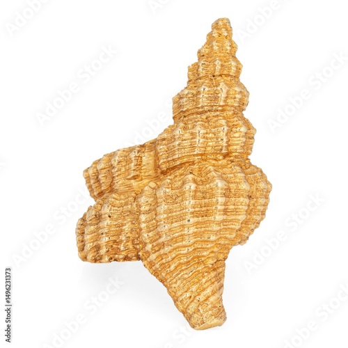 Detailed Close-up of a Golden Seashell