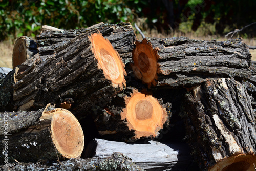 Pile of Pine Logs