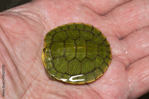 Hand holding baby Red-eared terrapin turtle Trachemys scripta elegans nature wildlife shell pet care.