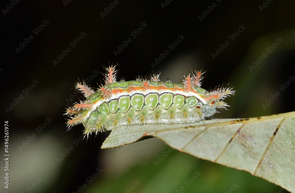 Fototapeta premium Spiny Oak Slug Caterpillar Euclea delphinii on leaf insect nature Springtime pest control.