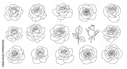 Floral Symphony: A collection of elegant rose line drawings, exuding beauty and grace. Each rose is a testament to nature's delicate artistry.