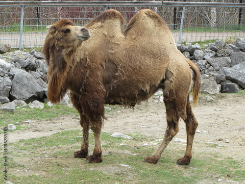 A camel in captivity in a zoo.