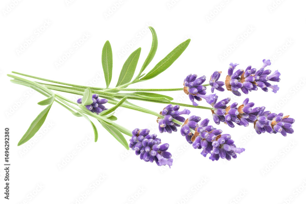 Fototapeta premium Aromatic sprigs of lavender flowers with green leaves on transparent background