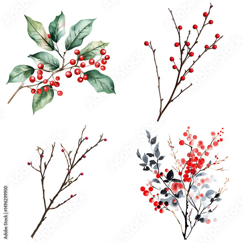 Winter berries and foliage illustrations