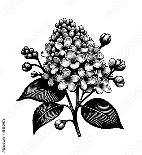 Detailed Engraving Style Illustration of a Blooming Lilac Branch with Flowers and Buds