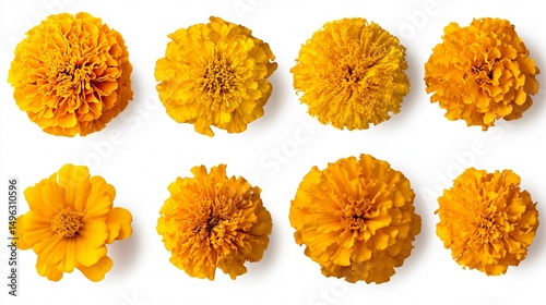 Vibrant African Marigold Single Flower Collection for Creative Projects