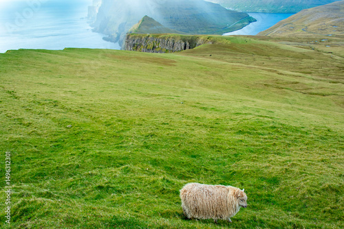 Sheep Pasture in Eggjarnar Sea Cliffs - Faroe Islands