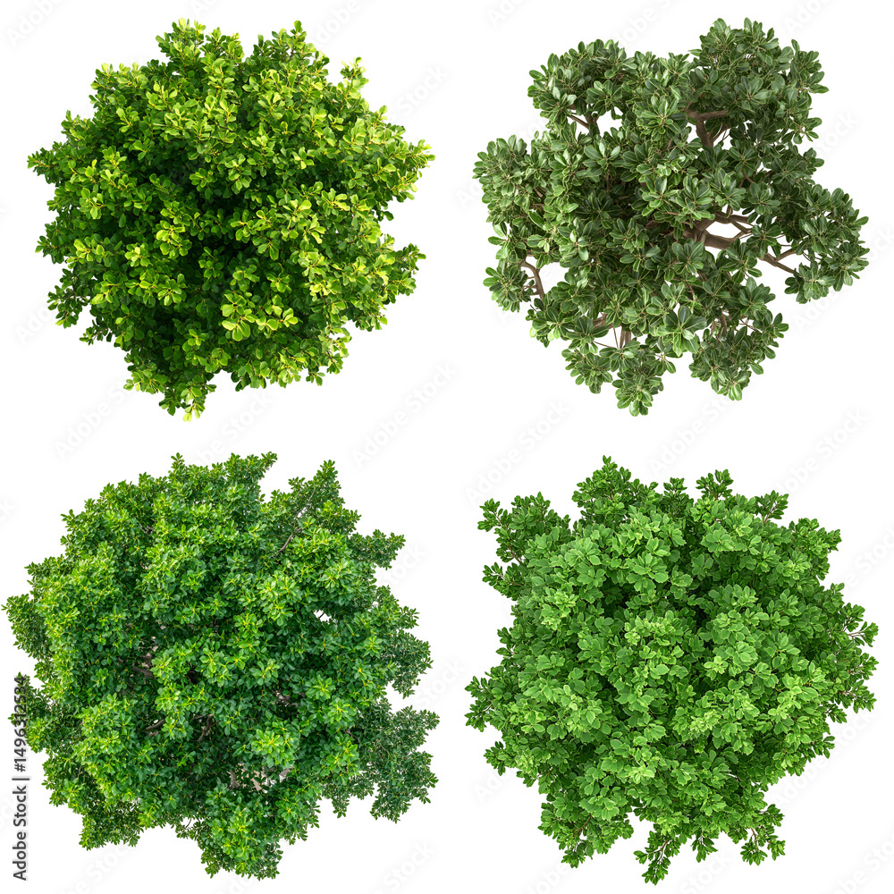 Obraz premium Overhead images of green leaf clusters isolated on black background