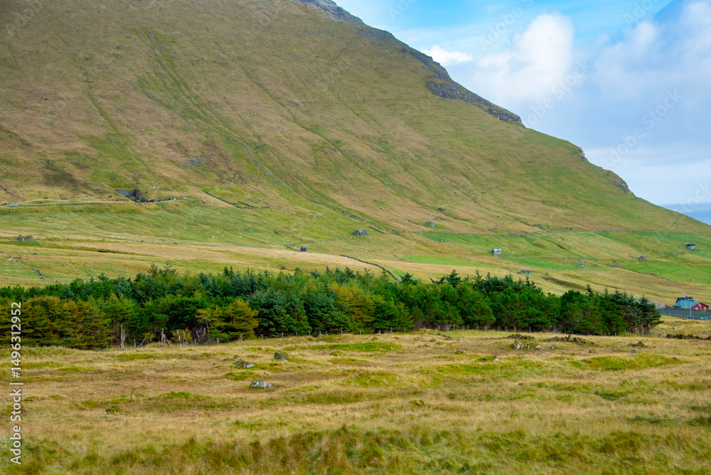 Fototapeta premium Small Plantation of Trees - Faroe Islands