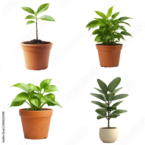 Four small potted plants against black background