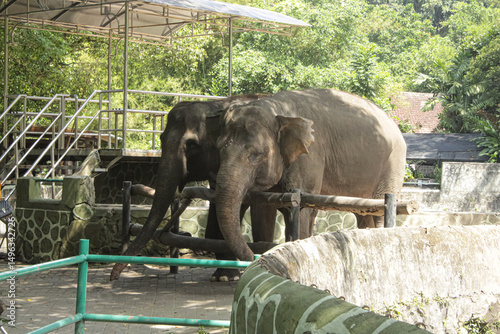 Canvas-taulu A pair of elephants in the zoo. adult elephant captivity