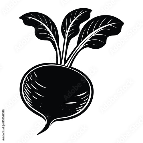 radish isolated on white vector